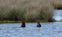 BlackSwan 4311.jpg