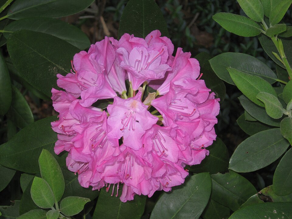 File:Rhododendron-blossom.jpg