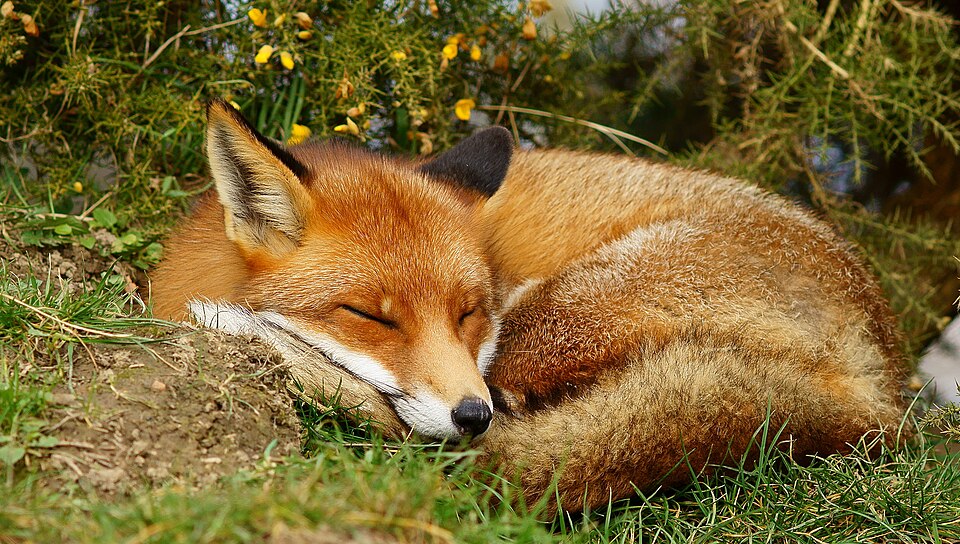 File:Sleepy fox 01.jpg