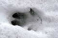Thumbnail for version as of 23:38, 31 January 2007