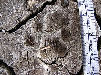 Bobcat (Lynx rufus) track