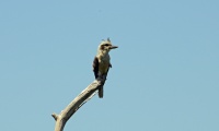 LaughingKookaburra 4816.jpg