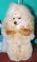 Thumbnail for version as of 14:55, 5 April 2006