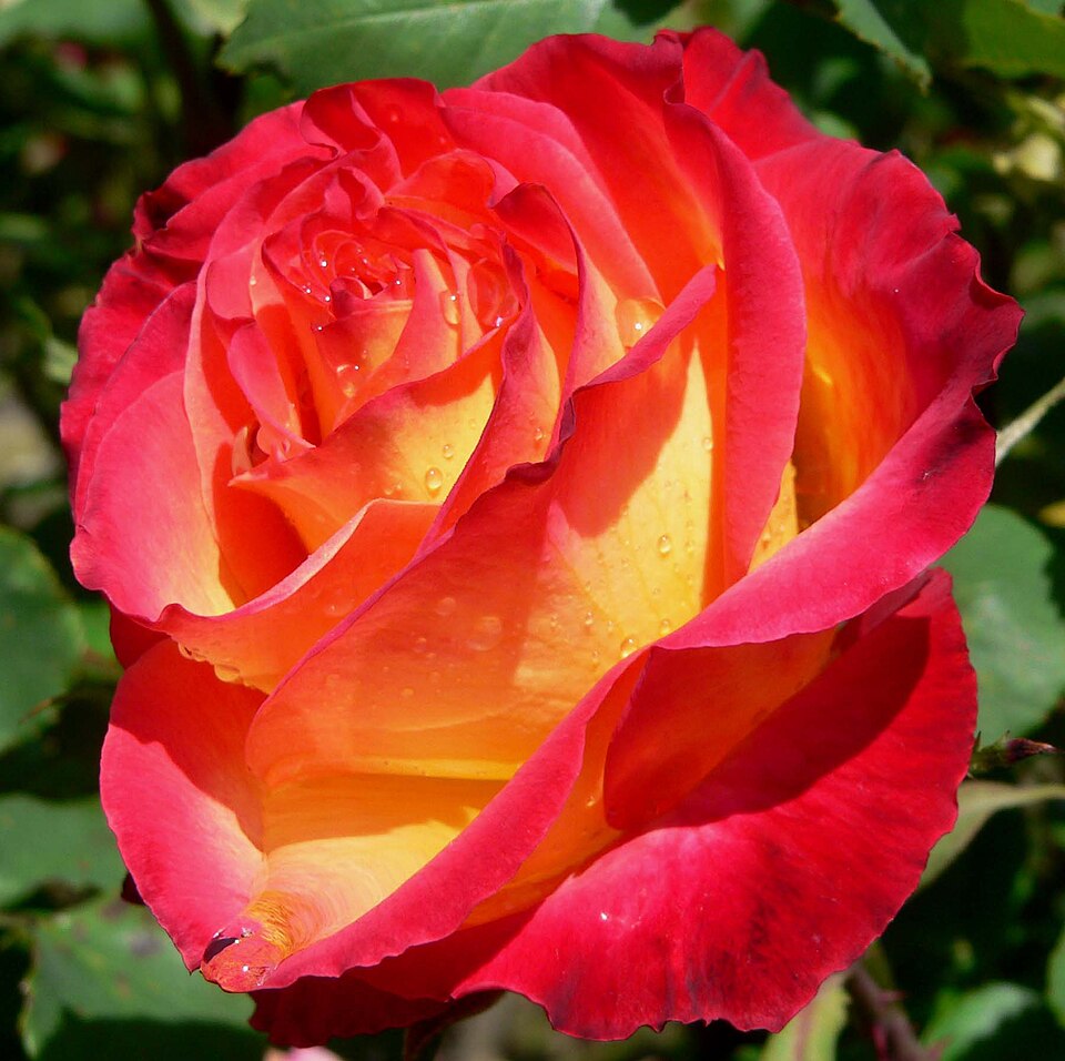 File:Rosa Perfect Moment 1.jpg