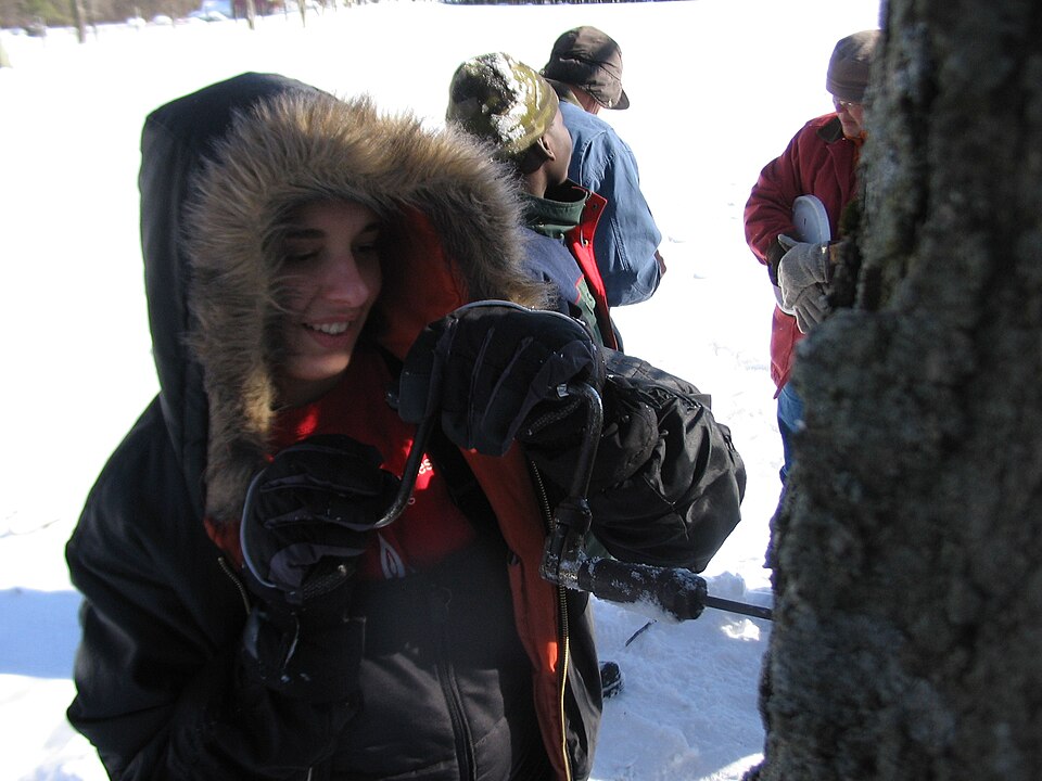 File:Tapping a maple tree.jpg