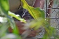 Thumbnail for version as of 05:12, 3 August 2015