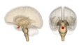 Thumbnail for version as of 12:14, 17 September 2009