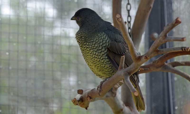 File:SatinBowerbird 4181.jpg