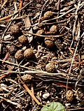 Thumbnail for version as of 19:36, 28 September 2006