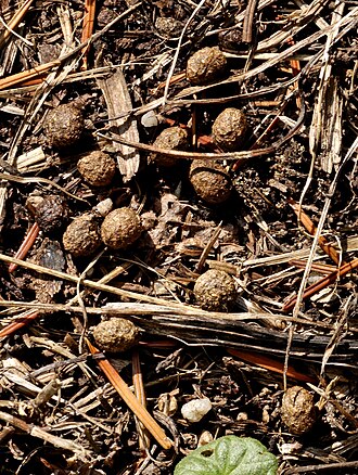 Dropping from a feral rabbit