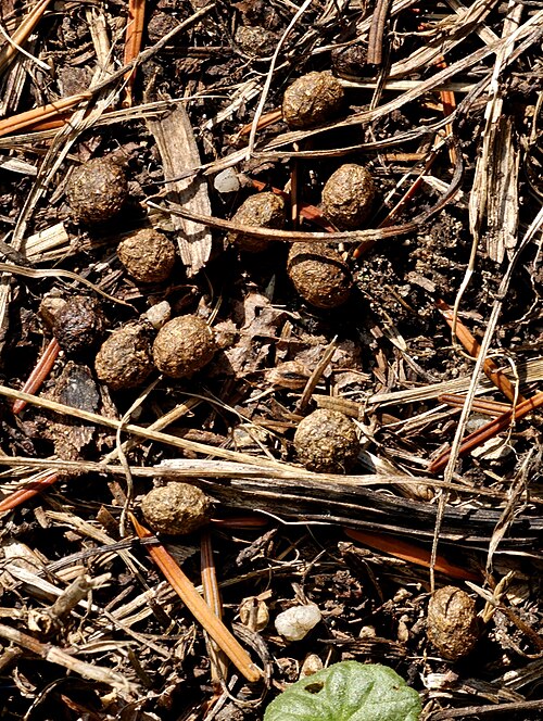 File:Droppings feral rabbit.jpg