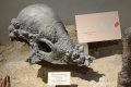 Pachycephalosaurus 0816 W.jpg