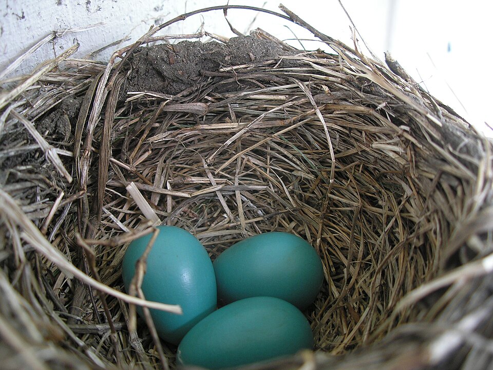 File:American Robin nest and eggs.JPG