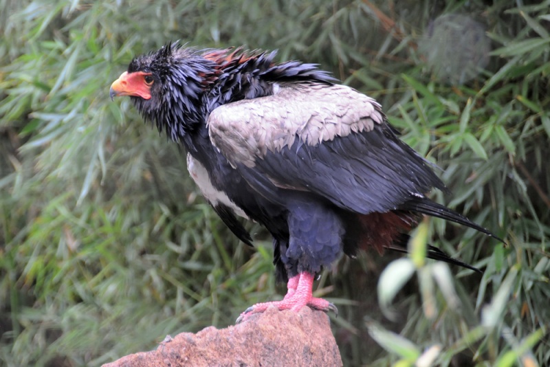 File:Terathopius ecaudatus 1.jpg