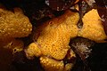 Thumbnail for version as of 17:55, 13 March 2008