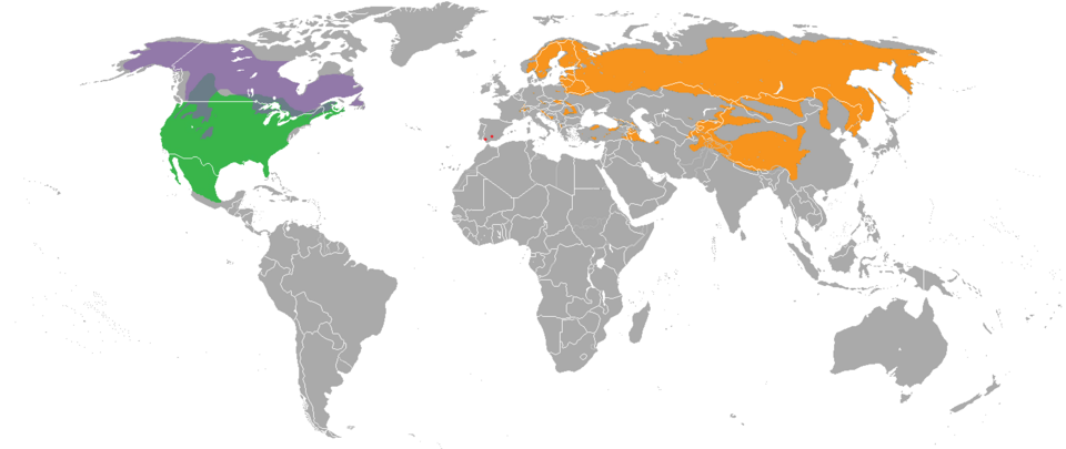 File:Lynx range.png