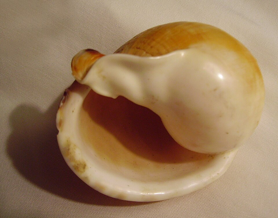 File:Semicassis pyrum (base).JPG