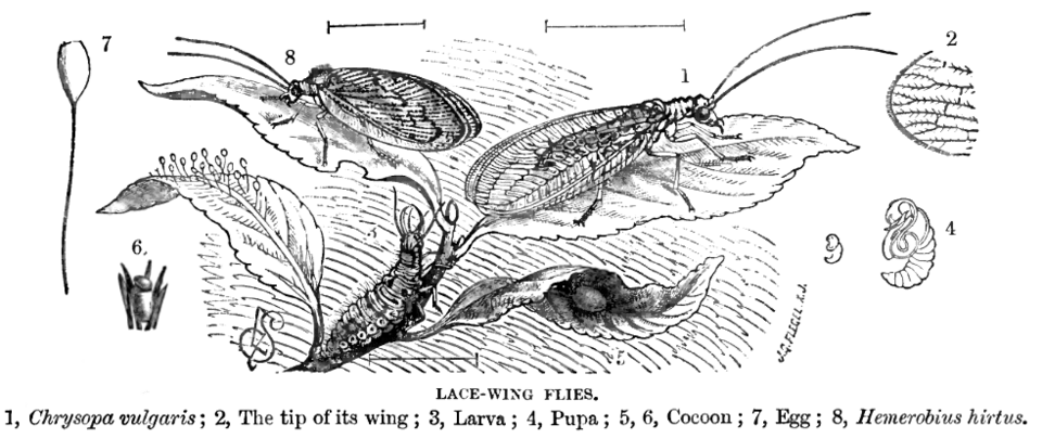File:LacewingsLyd.png
