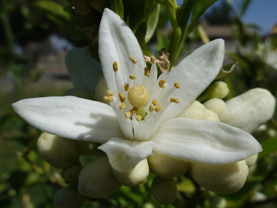 File:Orange Blossom.JPG