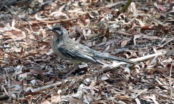 Anthochaera caruncaluta 3185.jpg
