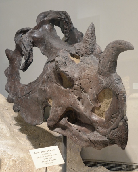 File:Centrosaurus 0837 W.jpg