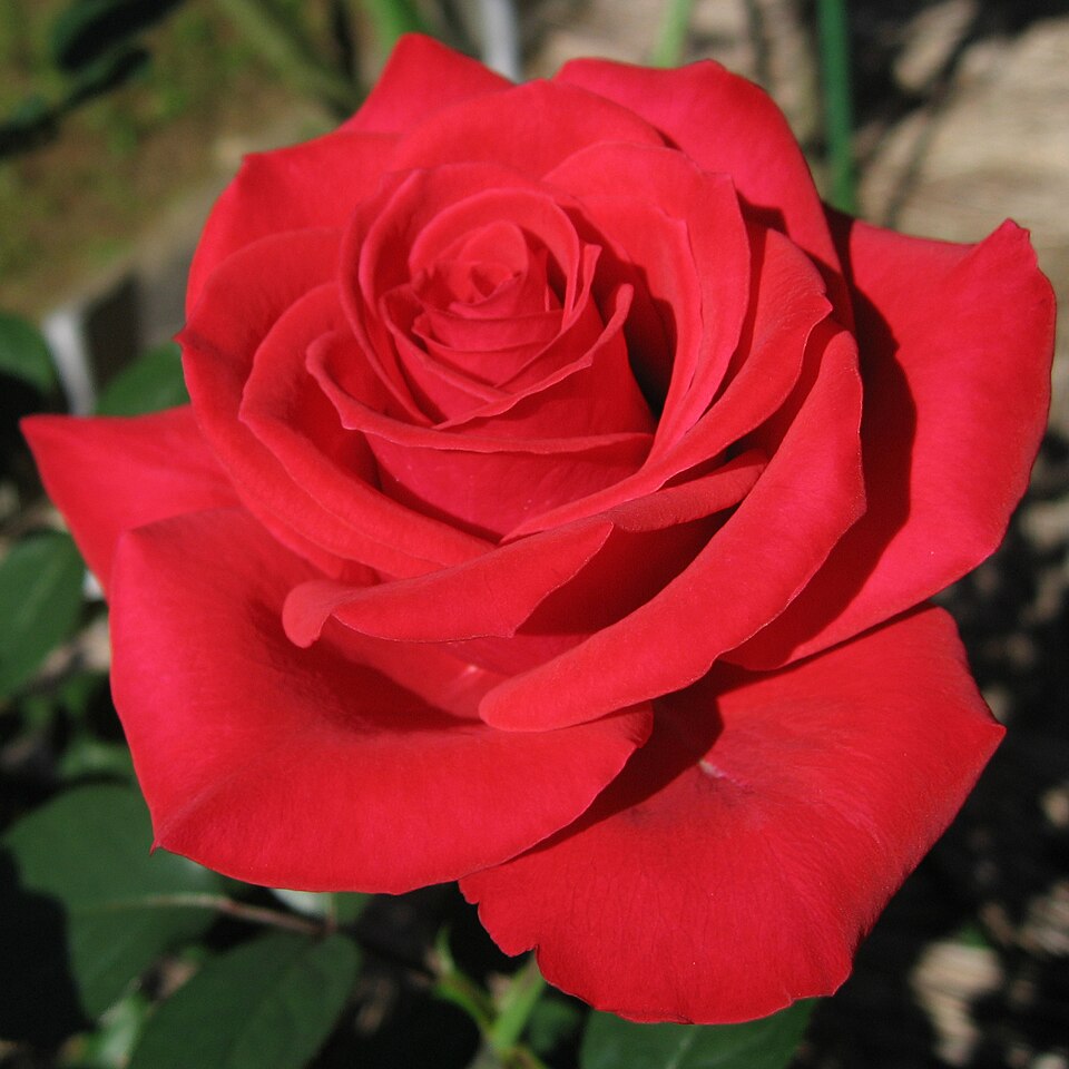 File:Rosa Red Chateau01.jpg