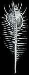 Thumbnail for version as of 19:09, 12 August 2009