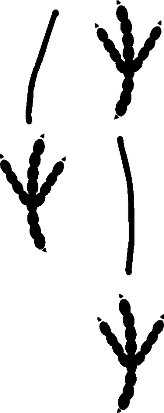 Corvus tracks.png