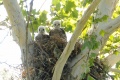 Buteo lineatus 5.jpeg