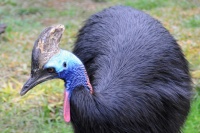 Casuarius casuarius 5276 W.jpg