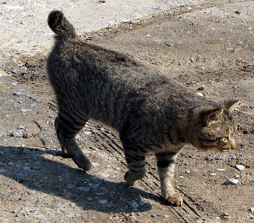 File:Japanese Bobtail walking.JPG