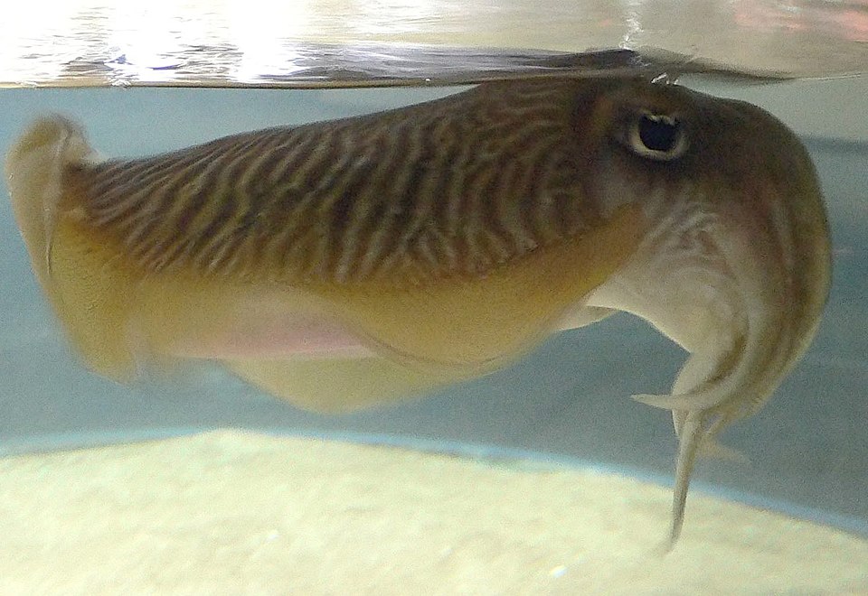 File:Cuttlefish.jpg