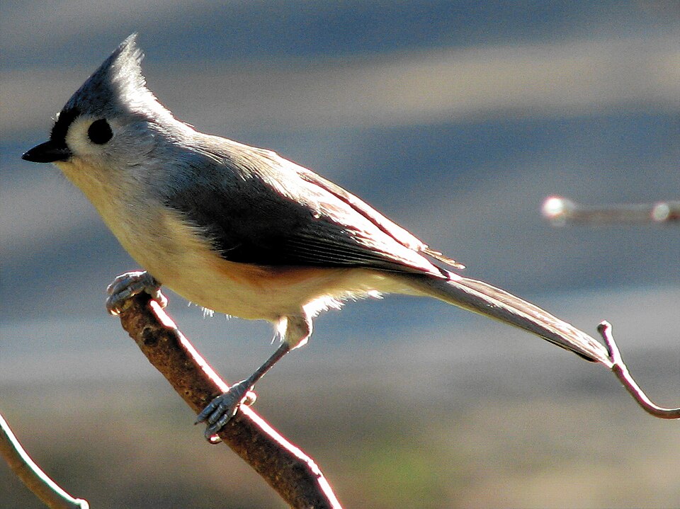 File:Tufted titmouse perching 2006-11-23.jpg