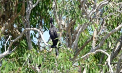 LittleBlackCormorant 4919.jpg
