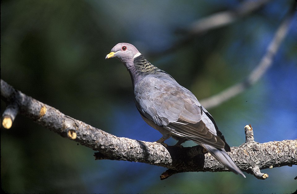 File:Patagioenas fasciata2.jpg