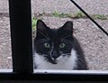 Thumbnail for version as of 02:42, 2 August 2014