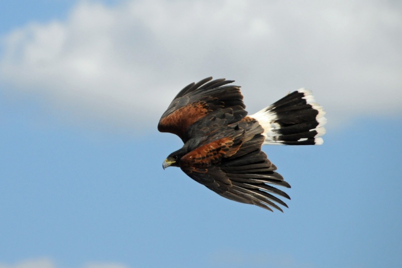 File:Parabuteo unicinctus 1.jpg