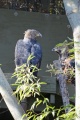 Stephanoaetus coronatus 1.jpg