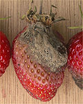 Thumbnail for version as of 20:45, 23 March 2007