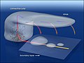 Thumbnail for version as of 19:17, 13 May 2006