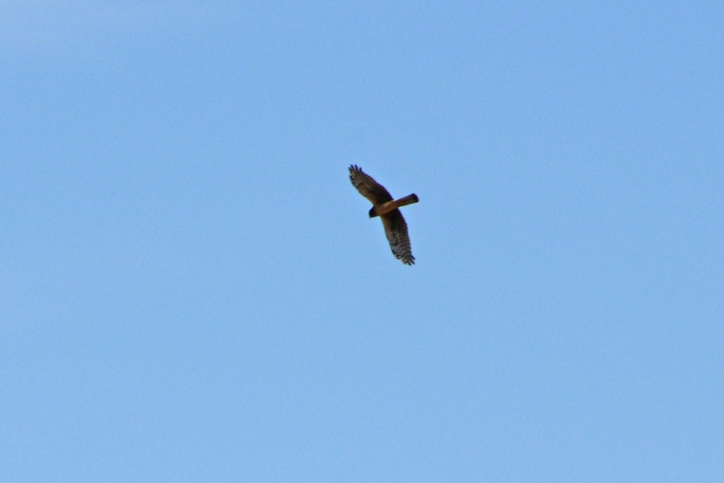 File:Circus cyaneus 2.jpg