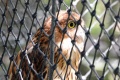 Bubo philippensis 2.jpg