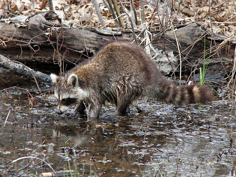 File:Raccoon - Flickr - GregTheBusker.jpg