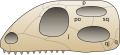 558px-Skull diapsida 1.svg.png
