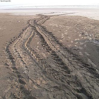 Tracks of a Loggerhead Turtle