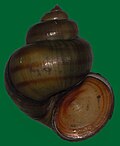 Thumbnail for version as of 23:09, 5 March 2007