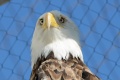 Haliaeetus leucocephalus 2.jpg