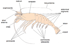 Crangon crangon.png