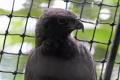 Nisaetus cirrhatus 1.jpg