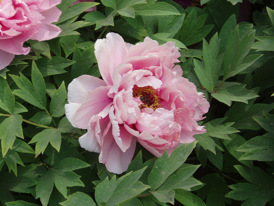 File:PaeoniaSuffruticosa7.jpg